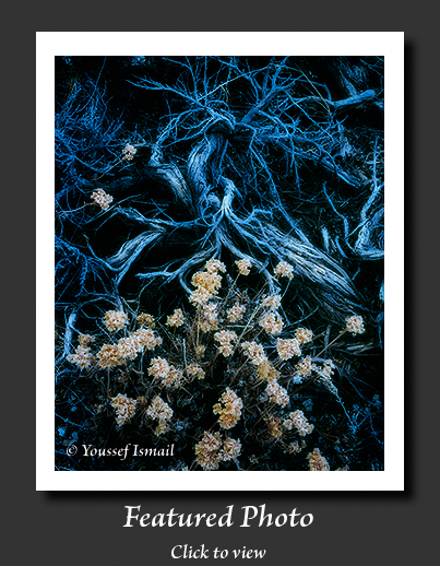 Organic Light Photography Image of the Month